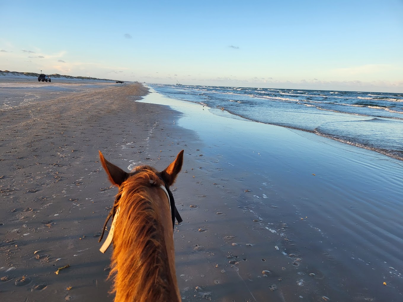 horses on the beach